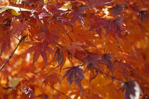 飯塚キャンパス紅葉風景